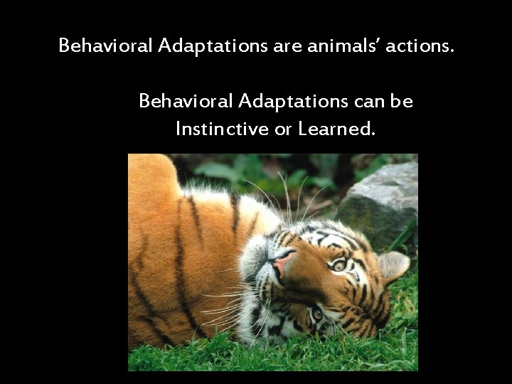 Behavioral Adaptations are animals’ actions. Behavioral Adaptations can be Instinctive or Learned. 