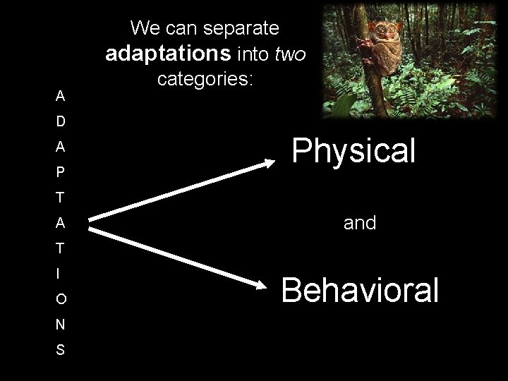 A We can separate adaptations into two categories: D A P Physical T A