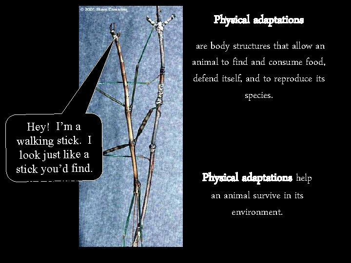 Physical adaptations are body structures that allow an animal to find and consume food,