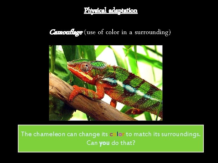 Physical adaptation Camouflage (use of color in a surrounding) The chameleon can change its Physical adaptation Camouflage (use of color in a surrounding) The chameleon can change its
