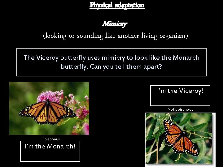Physical adaptation Mimicry (looking or sounding like another living organism) The Viceroy butterfly uses