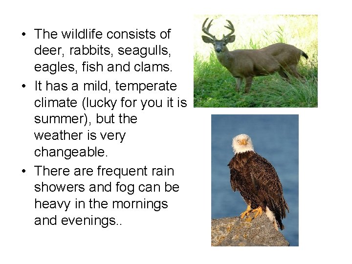  • The wildlife consists of deer, rabbits, seagulls, eagles, fish and clams. •