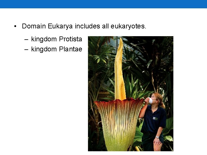 • Domain Eukarya includes all eukaryotes. – kingdom Protista – kingdom Plantae • Domain Eukarya includes all eukaryotes. – kingdom Protista – kingdom Plantae