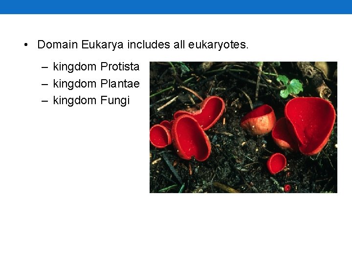 • Domain Eukarya includes all eukaryotes. – kingdom Protista – kingdom Plantae – • Domain Eukarya includes all eukaryotes. – kingdom Protista – kingdom Plantae –
