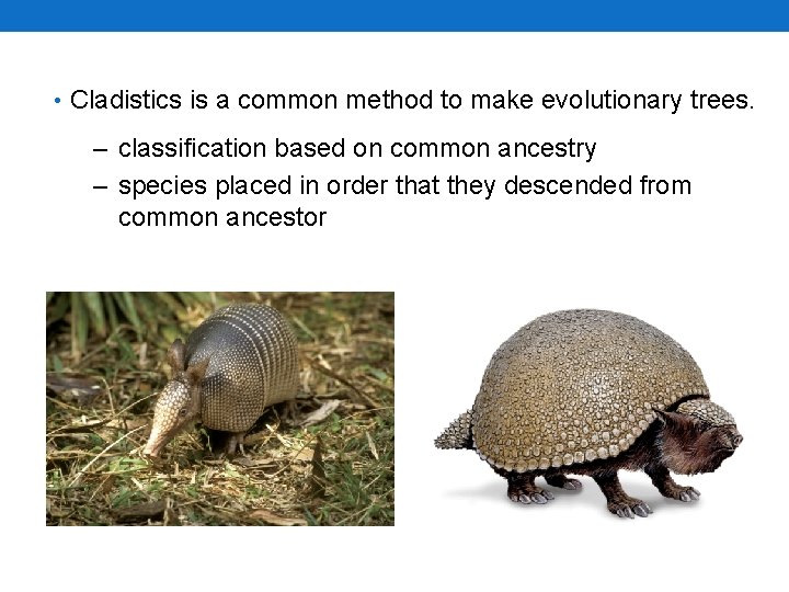 • Cladistics is a common method to make evolutionary trees. – classification based • Cladistics is a common method to make evolutionary trees. – classification based