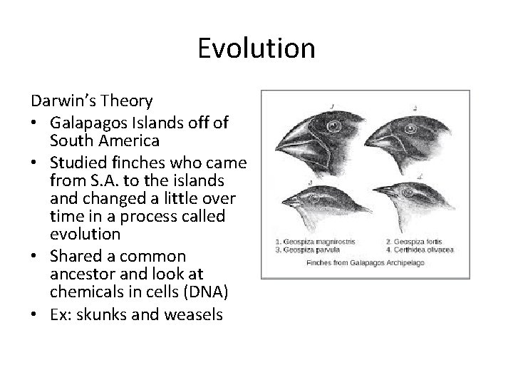 Evolution Darwin’s Theory • Galapagos Islands off of South America • Studied finches who
