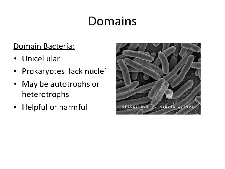 Domains Domain Bacteria: • Unicellular • Prokaryotes: lack nuclei • May be autotrophs or