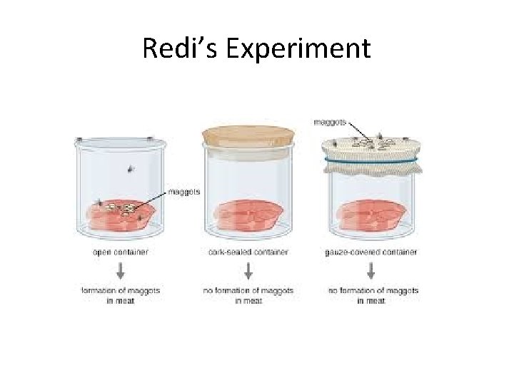 Redi’s Experiment 
