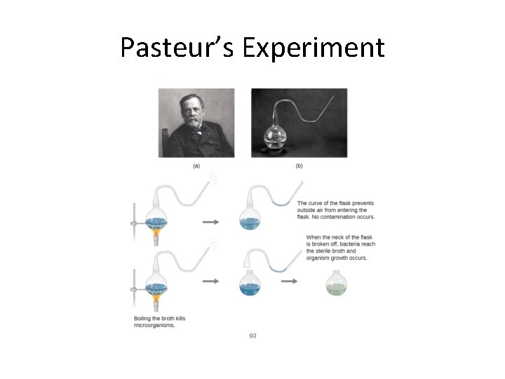 Pasteur’s Experiment 