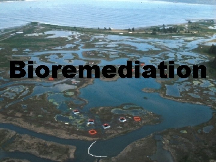 Bioremediation 