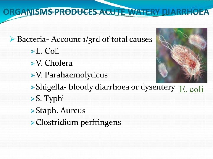 ORGANISMS PRODUCES ACUTE WATERY DIARRHOEA Bacteria- Account 1/3 rd of total causes E. Coli