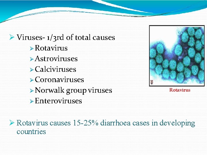  Viruses- 1/3 rd of total causes Rotavirus Astroviruses Calciviruses Coronaviruses Norwalk group viruses