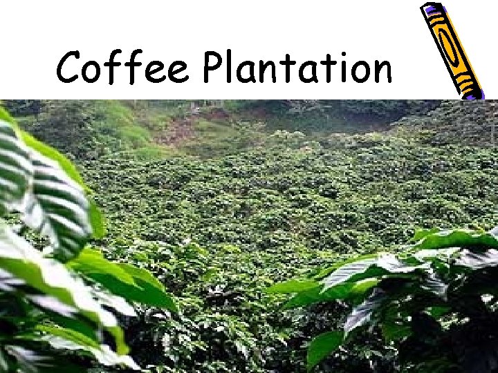 Coffee Plantation 