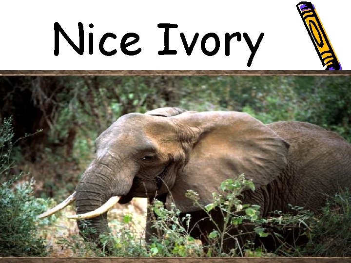 Nice Ivory 