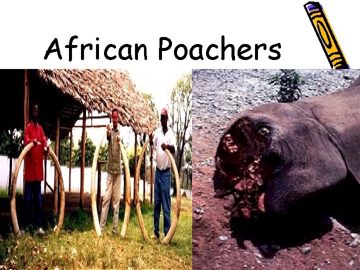African Poachers 