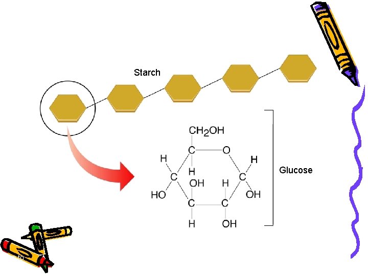 Starch Glucose Go to Section: 