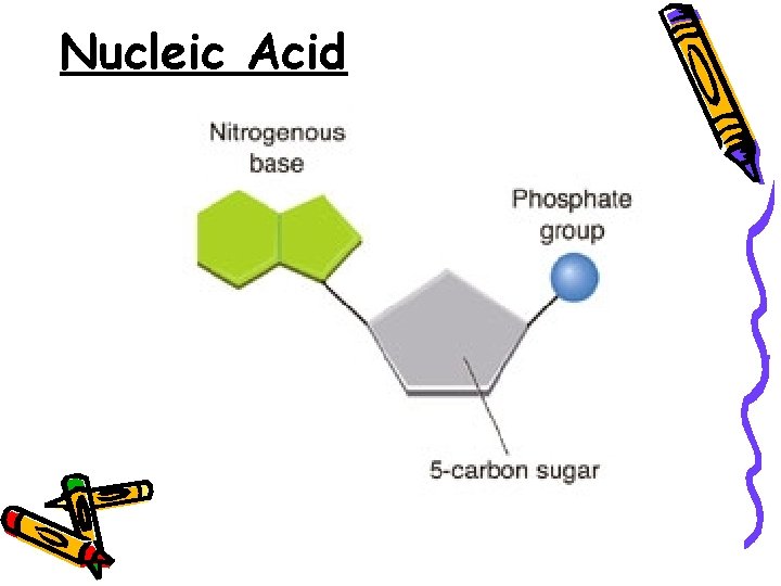 Nucleic Acid 