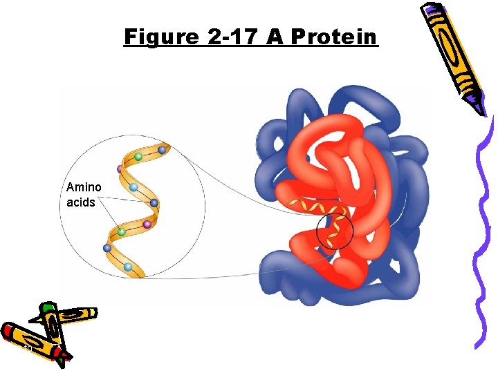 Figure 2 -17 A Protein Amino acids Go to Section: 