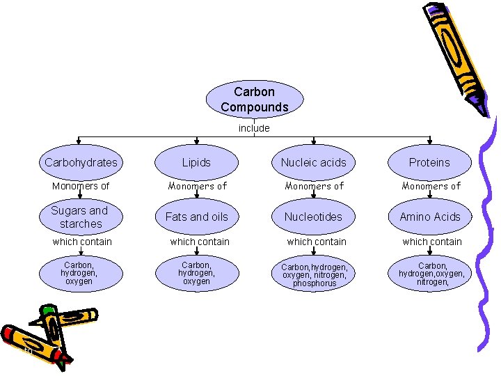 Concept Map Carbon Compounds include Carbohydrates Lipids Nucleic acids Proteins Monomers of Sugars and