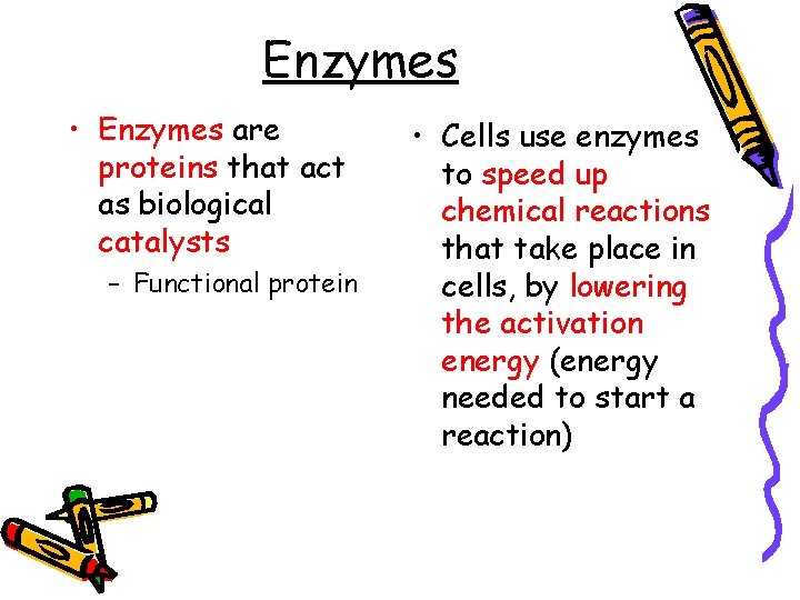 Enzymes • Enzymes are proteins that act as biological catalysts – Functional protein •