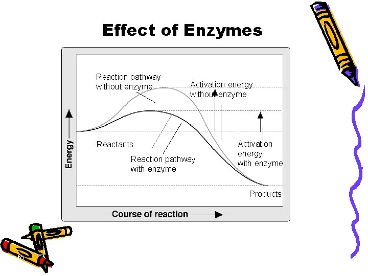 Section 2 -4 Effect of Enzymes Reaction pathway without enzyme Activation energy without enzyme
