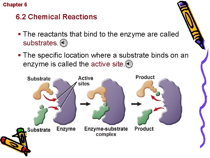 Chapter 6 Chemistry in Biology 6. 2 Chemical Reactions § The reactants that bind