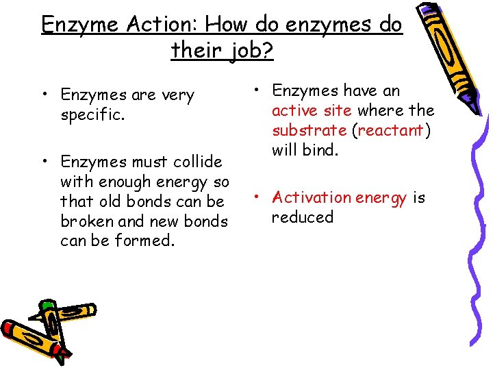 Enzyme Action: How do enzymes do their job? • Enzymes are very specific. •