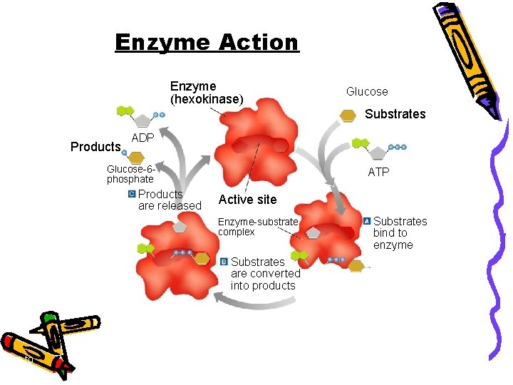 Section 2 -4 Enzyme Action Enzyme (hexokinase) Glucose Substrates Products ADP Glucose-6 phosphate Products
