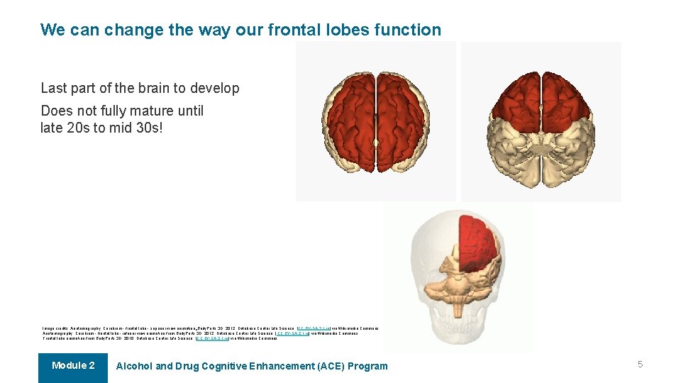 We can change the way our frontal lobes function Last part of the brain We can change the way our frontal lobes function Last part of the brain