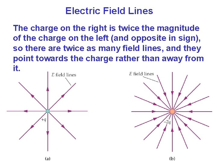 Electric Field Lines The charge on the right is twice the magnitude of the