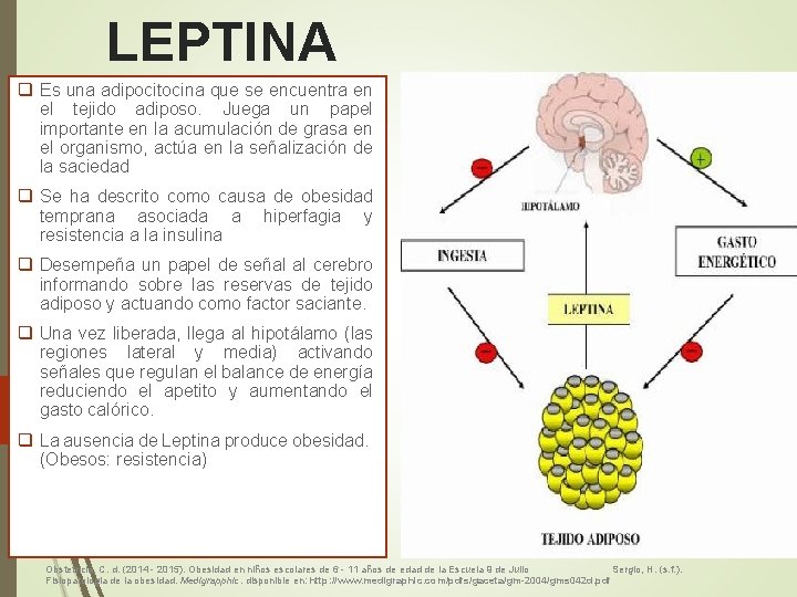 LEPTINA q Es una adipocitocina que se encuentra en el tejido adiposo. Juega un