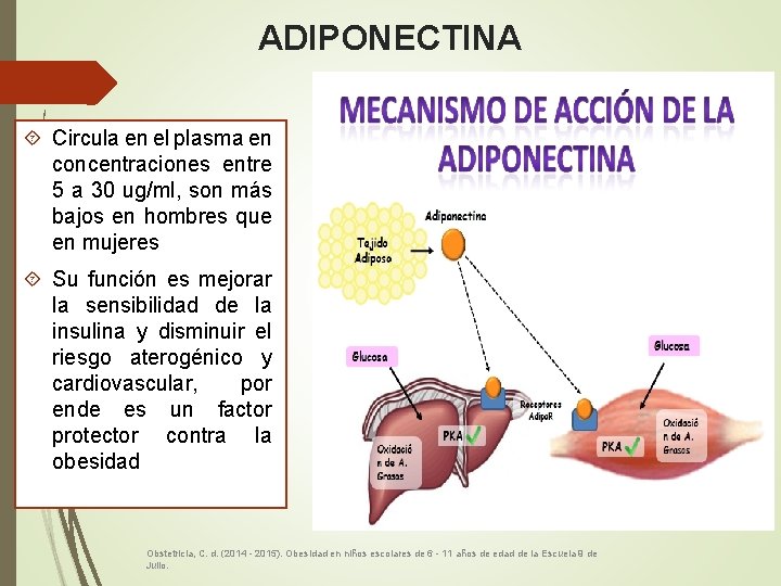 ADIPONECTINA Circula en el plasma en concentraciones entre 5 a 30 ug/ml, son más