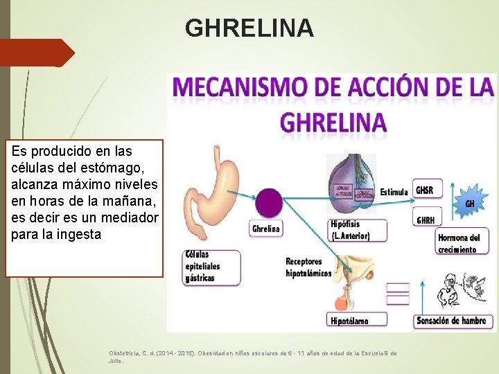 GHRELINA Es producido en las células del estómago, alcanza máximo niveles en horas de