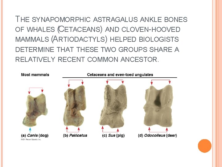 THE SYNAPOMORPHIC ASTRAGALUS ANKLE BONES OF WHALES (CETACEANS) AND CLOVEN-HOOVED MAMMALS (ARTIODACTYLS) HELPED BIOLOGISTS