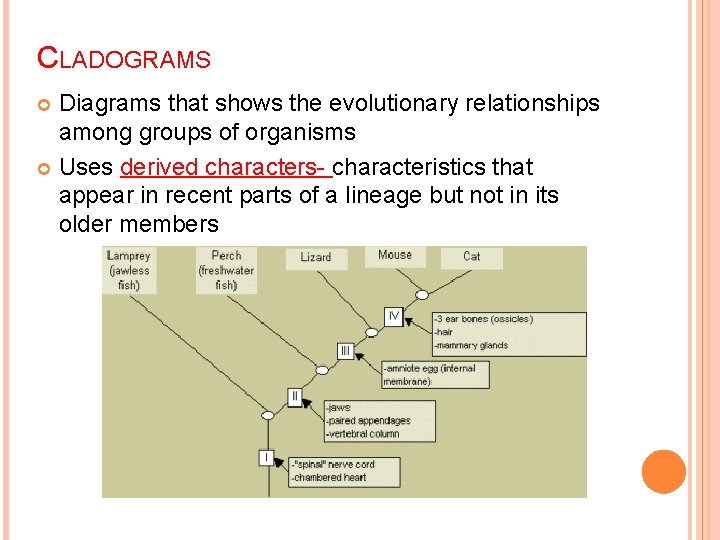 CLADOGRAMS Diagrams that shows the evolutionary relationships among groups of organisms Uses derived characters-