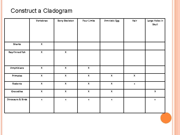 Construct a Cladogram Vertebrae Bony Skeleton Four Limbs Amniotic Egg Hair Large Holes in