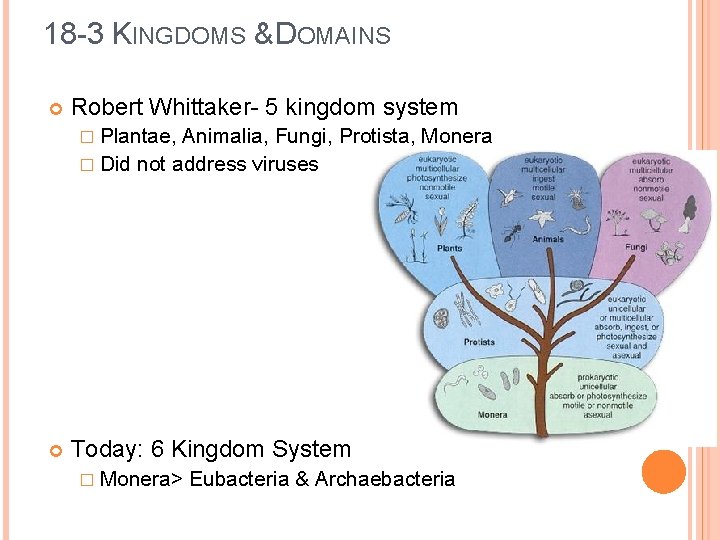 18 -3 KINGDOMS & DOMAINS Robert Whittaker- 5 kingdom system � Plantae, Animalia, Fungi,