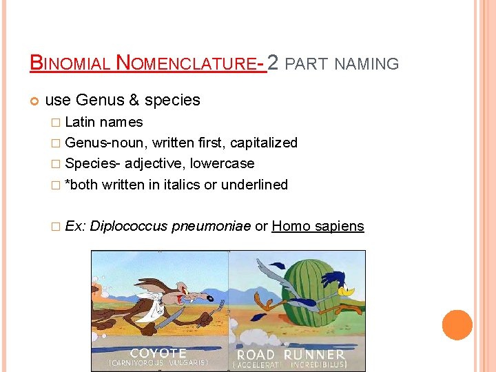 BINOMIAL NOMENCLATURE- 2 PART NAMING use Genus & species � Latin names � Genus-noun,