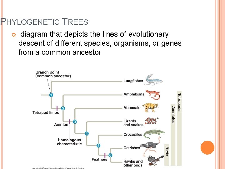 PHYLOGENETIC TREES diagram that depicts the lines of evolutionary descent of different species, organisms,