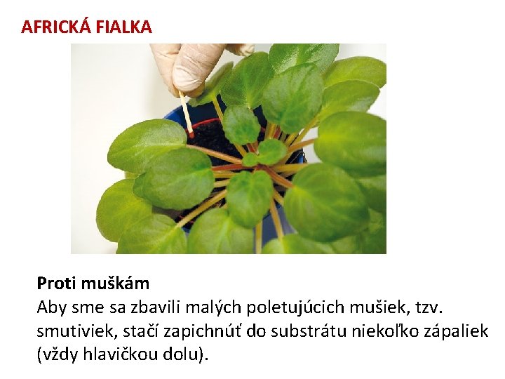 AFRICKÁ FIALKA Proti muškám Aby sme sa zbavili malých poletujúcich mušiek, tzv. smutiviek, stačí AFRICKÁ FIALKA Proti muškám Aby sme sa zbavili malých poletujúcich mušiek, tzv. smutiviek, stačí