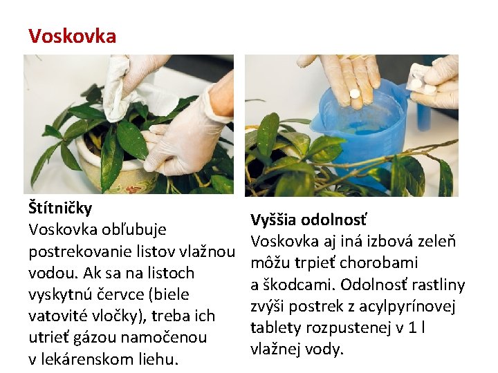 Voskovka Štítničky Voskovka obľubuje postrekovanie listov vlažnou vodou. Ak sa na listoch vyskytnú červce