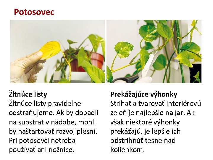 Potosovec Žltnúce listy pravidelne odstraňujeme. Ak by dopadli na substrát v nádobe, mohli by Potosovec Žltnúce listy pravidelne odstraňujeme. Ak by dopadli na substrát v nádobe, mohli by
