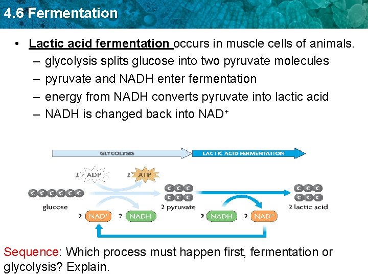 4. 6 Fermentation • Lactic acid fermentation occurs in muscle cells of animals. –