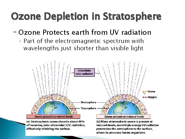 Ozone Depletion in Stratosphere Ozone Protects earth from UV radiation ◦ Part of the