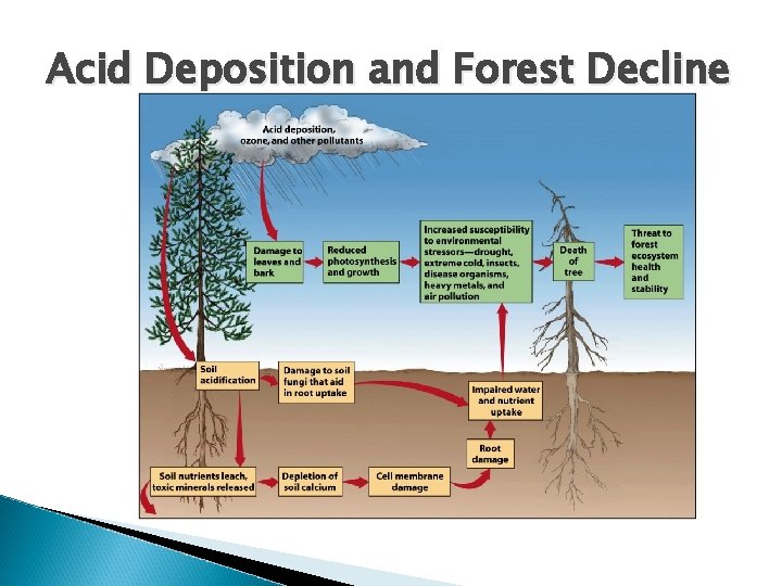 Acid Deposition and Forest Decline 