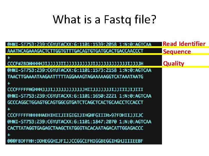 What is a Fastq file? Read Identifier Sequence Quality 