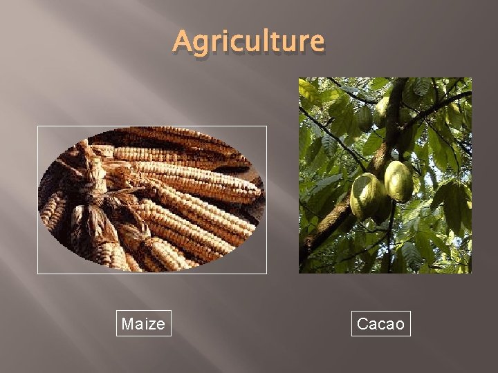 Agriculture Maize Cacao 