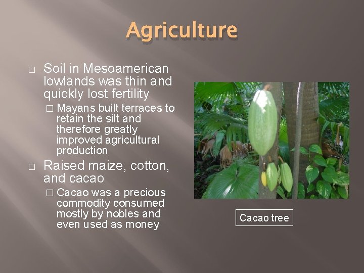 Agriculture � Soil in Mesoamerican lowlands was thin and quickly lost fertility � Mayans