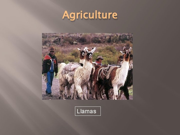 Agriculture Llamas 