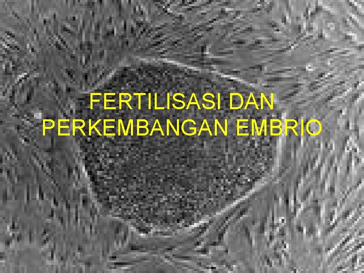 FERTILISASI DAN PERKEMBANGAN EMBRIO 